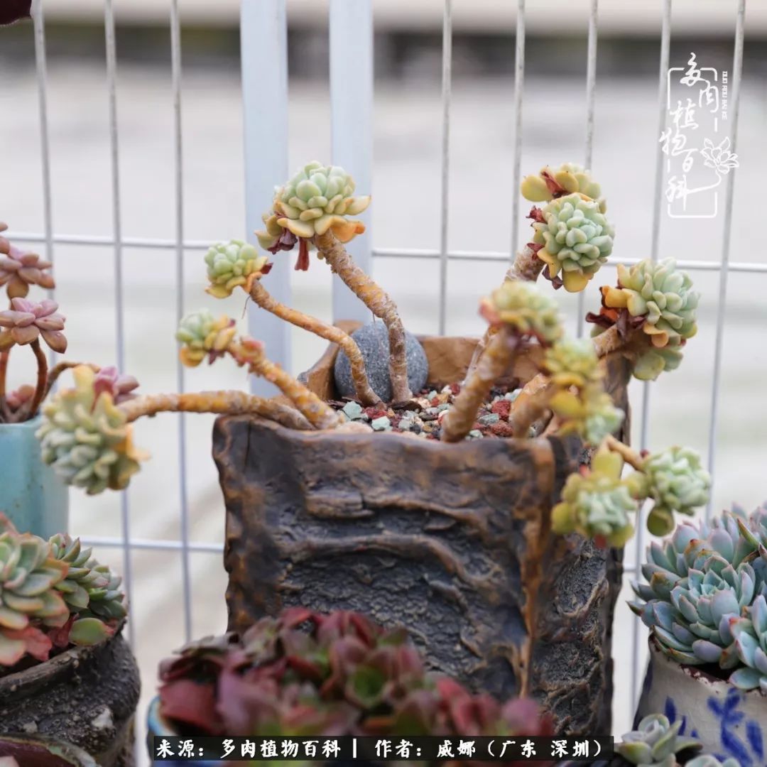 笼子里的多肉,露养的多肉和室内的多肉区别