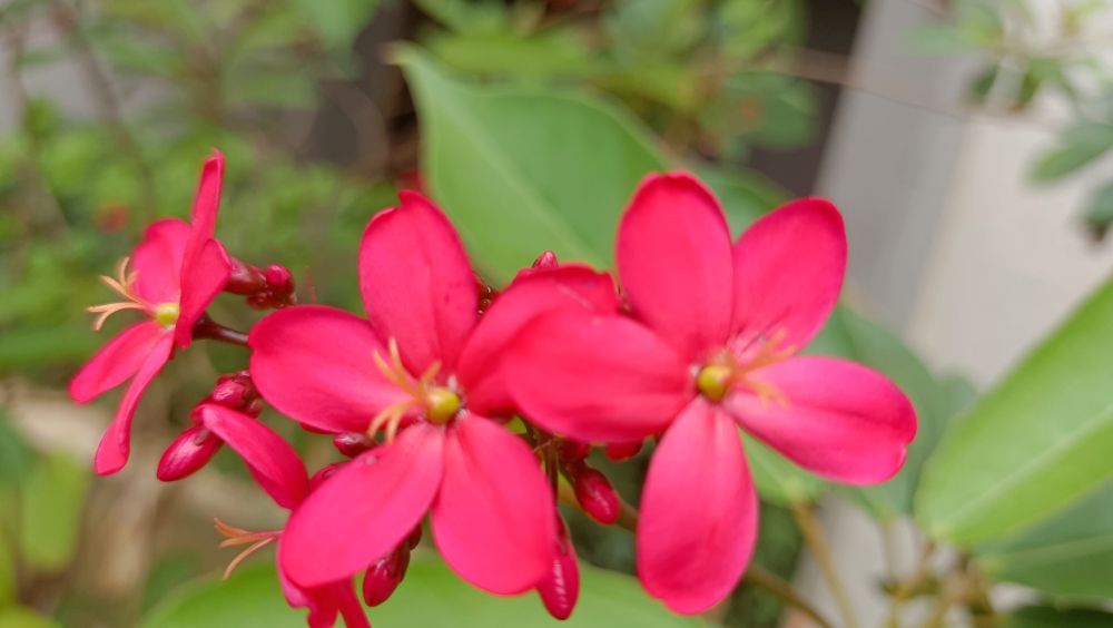 风邪致病要用哪些药物,风邪的特征和治疗方法