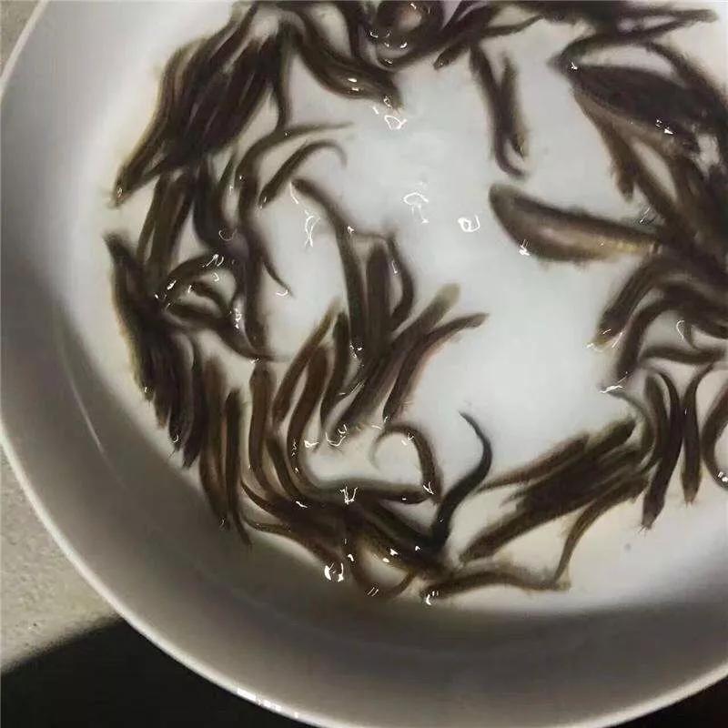 副竿钓鱼用什么饵最好,野钓用饵口诀记住必爆护