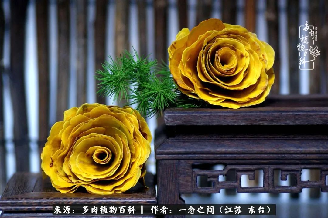 一见多肉误终生,一见多肉误终生从此入了养花坑