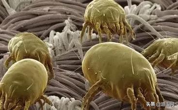 泰国天然乳胶枕呵护脖颈助睡眠,泰国原装乳胶儿童枕哪种好