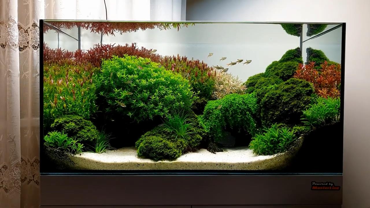 为什么草缸开缸一个礼拜叶子黄了,草缸里的草叶子发黄是怎么回事