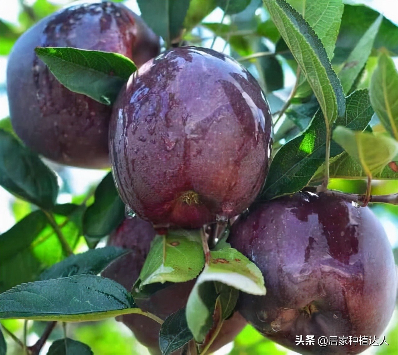 湖北适合种植的耐旱耐寒的坚果树,当今既抗寒又耐高温四季常绿树