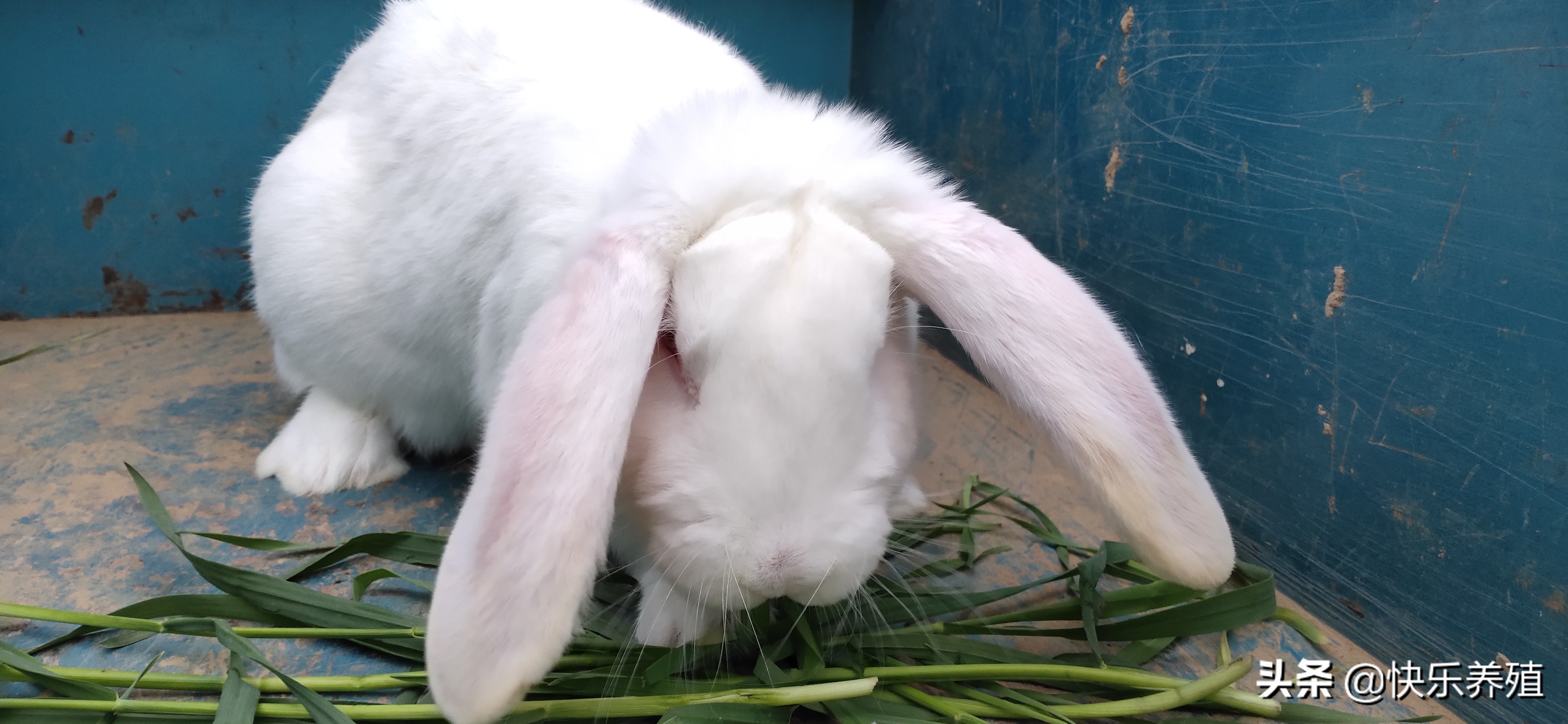 养兔需要准备什么,初学者养兔必知管理方法