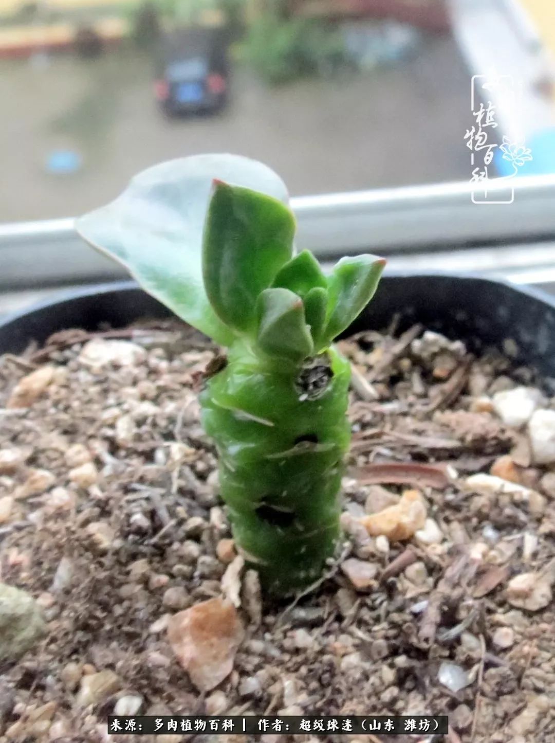 多肉黑茎咋办,多肉黑菌