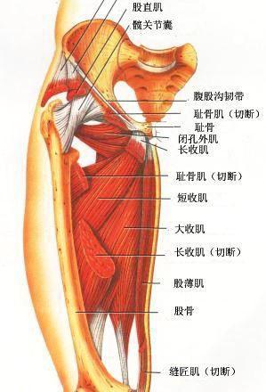 男性腿粗怎么解决,男人腿太细怎样锻炼能长粗