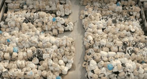 彭于晏苏有朋,彭于晏和苏有朋