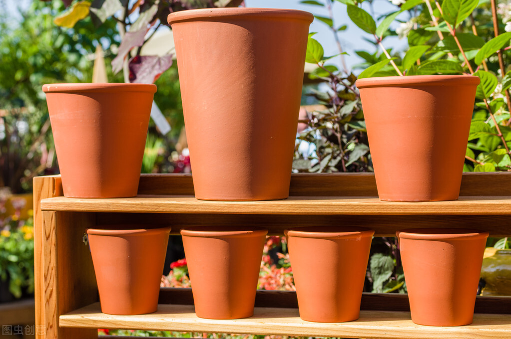 什么东西养花又便宜又好养,养花很烧钱入坑需谨慎