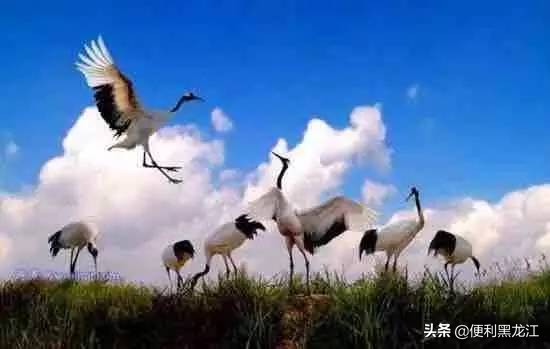 30绉掑甫浣犱簡瑙ｉ粦榫欐睙,甯︿綘浜嗚В榛戦緳姹熷悇涓競