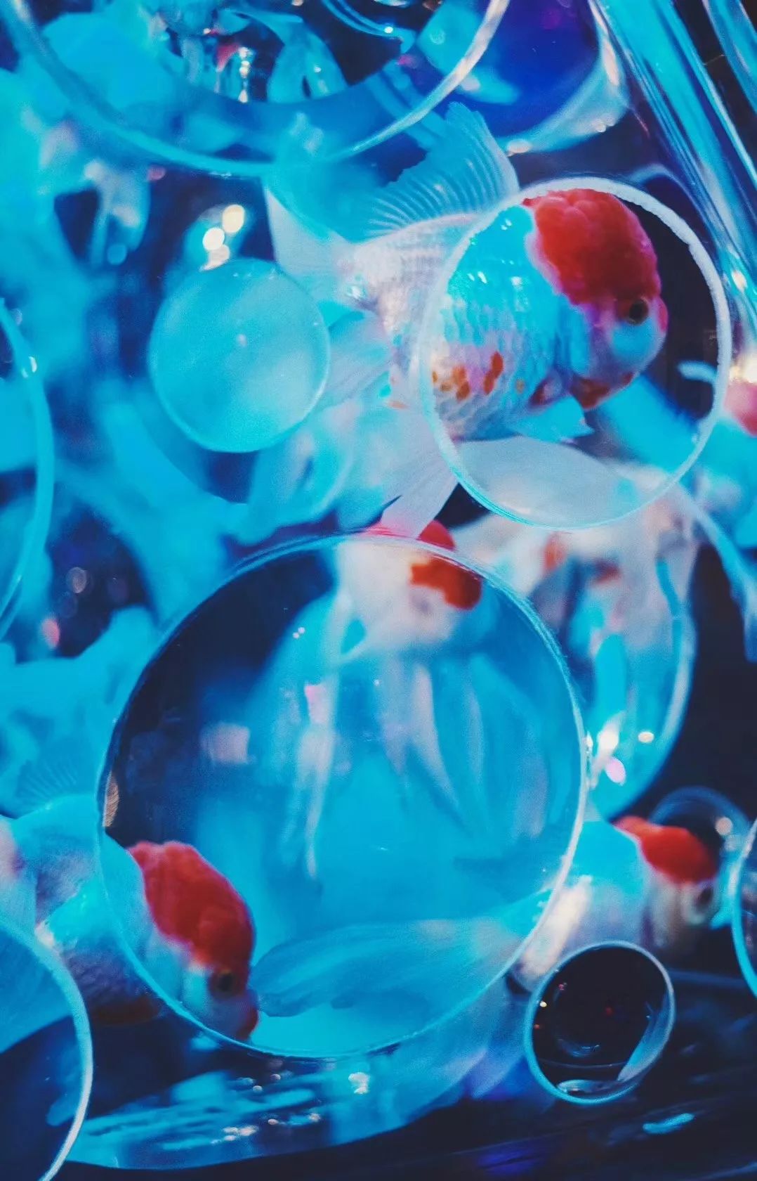 日本网红打卡艺术展,日本十大网红展