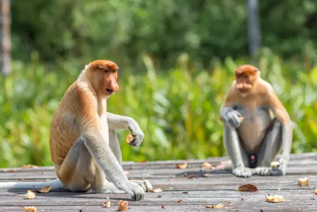 你属什么就注定了你的命,你属什么决定你是什么命