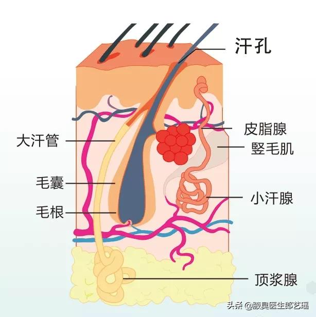 治疗腋臭的药店药物推荐,药物能根除狐臭吗