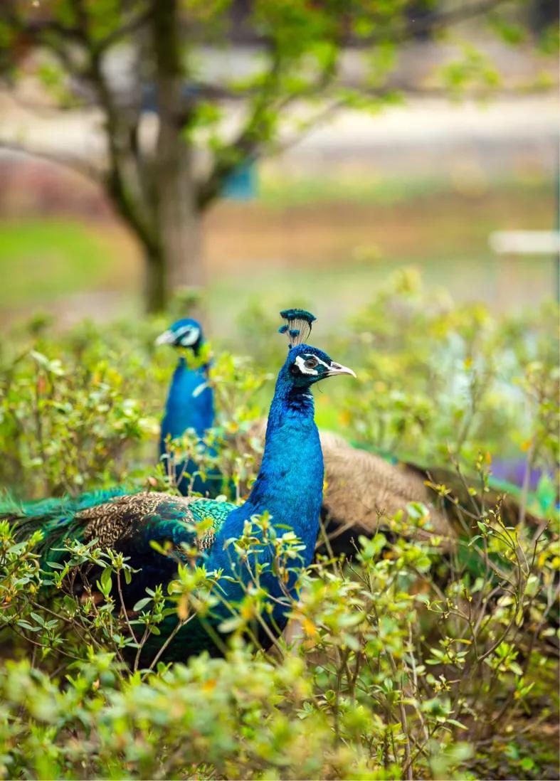 不用去维多利亚!南京溧水惊现布查特花园,文艺值爆表!