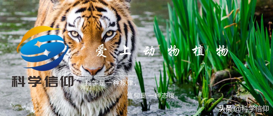 恐龙那么大为什么不是哺乳动物,恐龙为啥这么巨大而人类却这么小