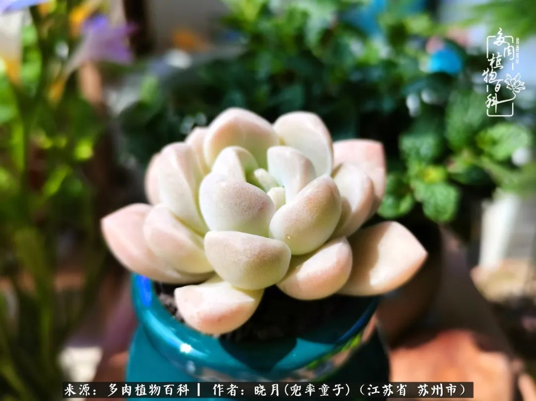 六年时间环游22个国家，却被多肉小萌物征服