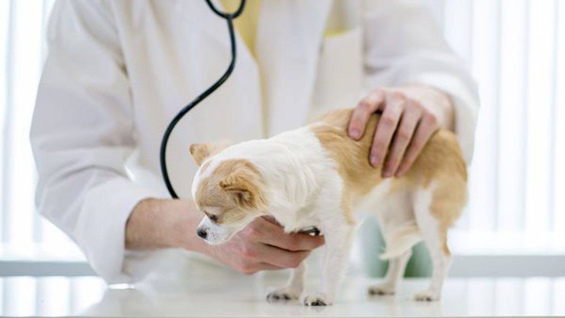 怎么判断刚到家的狗有没有病,小狗到家怎么分辨是病狗还是好狗