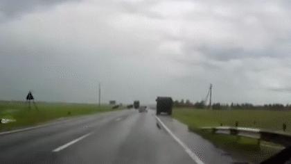 开车遇到动物如何避险,在高速上遇到大型动物该怎么办