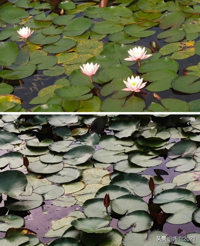 33幅荷花摄影作品欣赏,荷花摄影欣赏大全