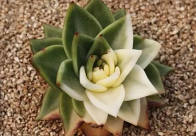 怎么能让多肉出锦,怎么让多肉出锦