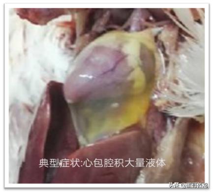 鸡肝炎最佳治疗方法,养鸡会得肝包虫病吗