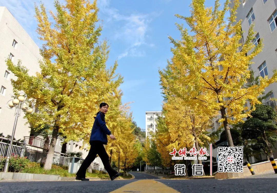 十堰银杏风景区在哪里,十堰银杏景点
