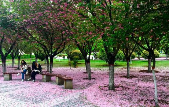 颜值爆表!28万平绿地,55%绿化率,来看西安这所园林式高校