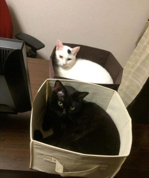 猫咪妨碍你工作求你跟他玩,猫咪打扰你工作怎么办