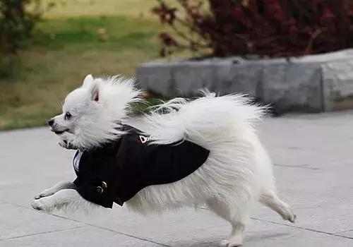 狗狗一出门乱跑喊不回来,每次出门狗狗都哭怎么解决