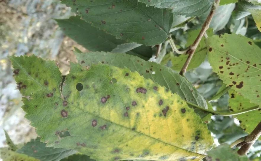 樱桃褐斑穿孔病叶片图,治疗樱桃褐斑病特效药