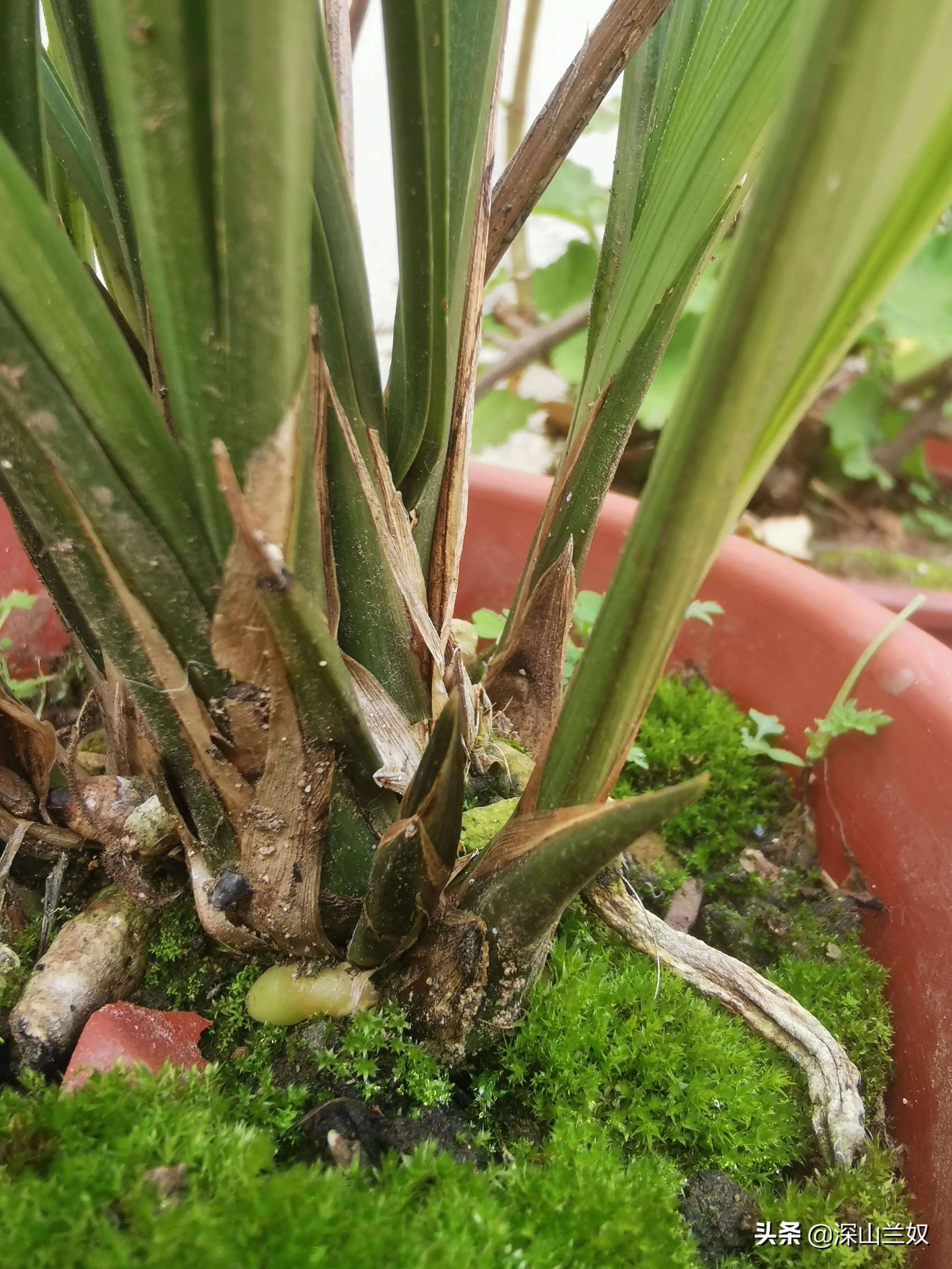 兰花出花苞了要怎样养护,兰花在出花苞时如何养护