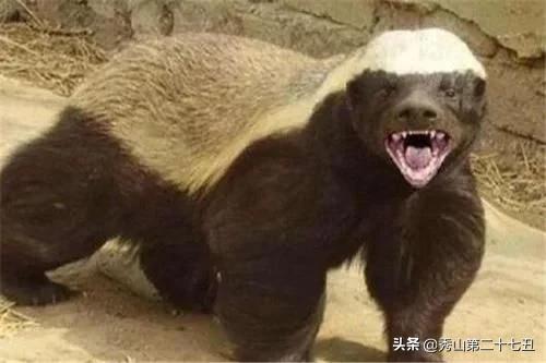 平头哥是不是世界上最凶猛的动物,世界十大凶猛动物平头哥
