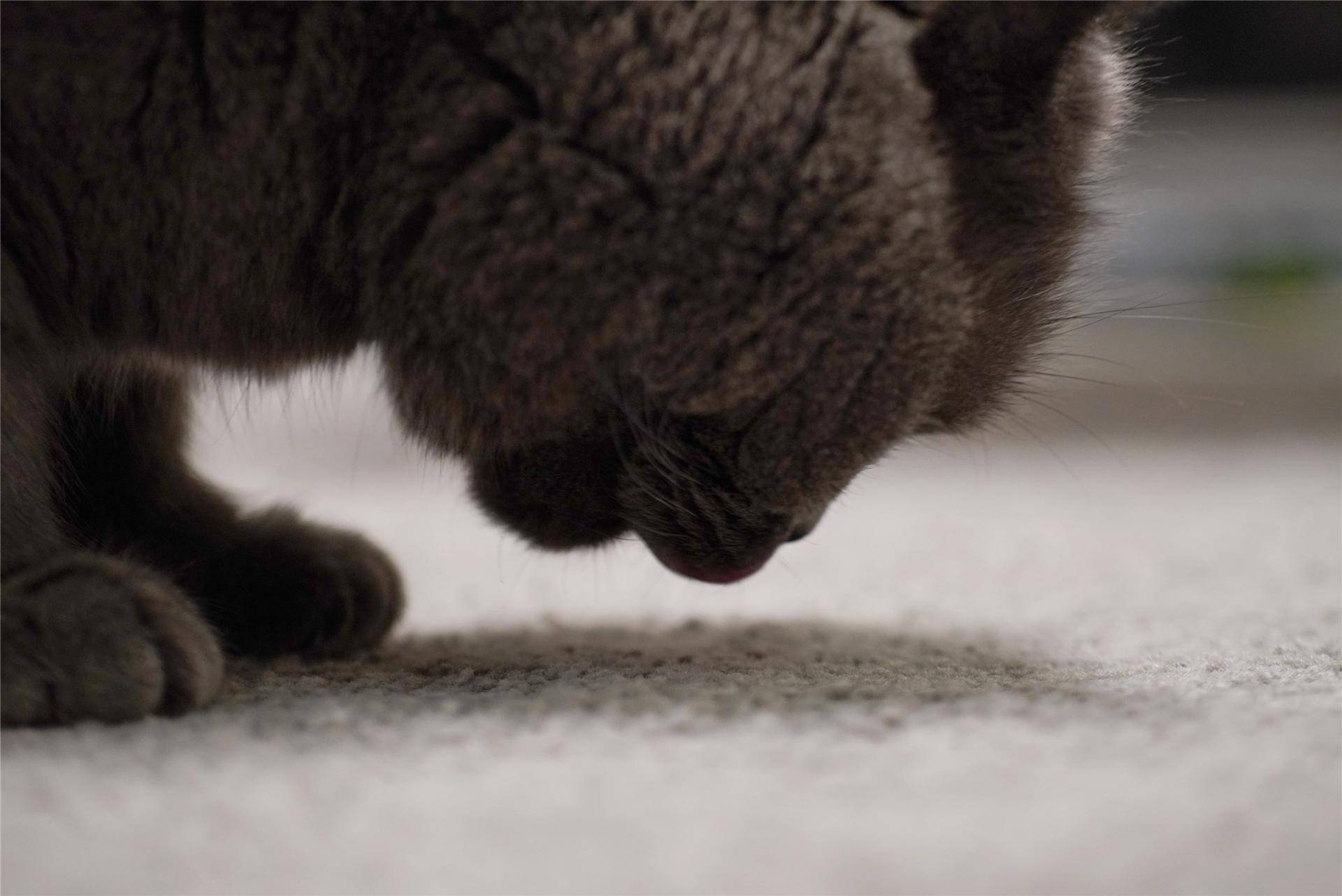 猫主子的猫砂怎么选,喵星人的食物有哪些