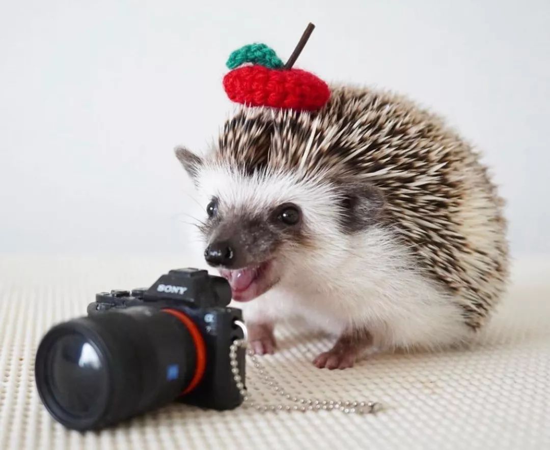 养一只戏精宠物是什么体验,养了一只小狐狸是什么体验