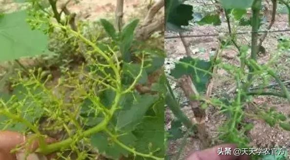 葡萄为什么有大小粒,葡萄大小粒的原因及治疗方法
