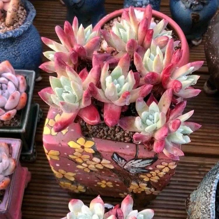 那个爱画多肉的小姑娘带着她的心头肉又来啦！