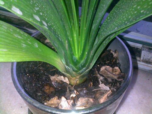 君子兰换土老根太大要不要剪掉,烂根君子兰怎么快速养根