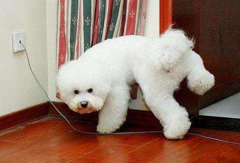 比熊为什么喜欢在家尿尿?原因是这些,你真的了解过它吗?