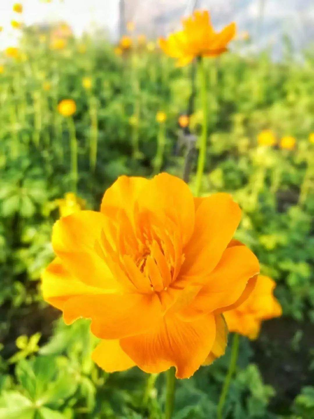 这才是真正的“金莲花”,春天盛开花梗挺拔,养护系数低价值高