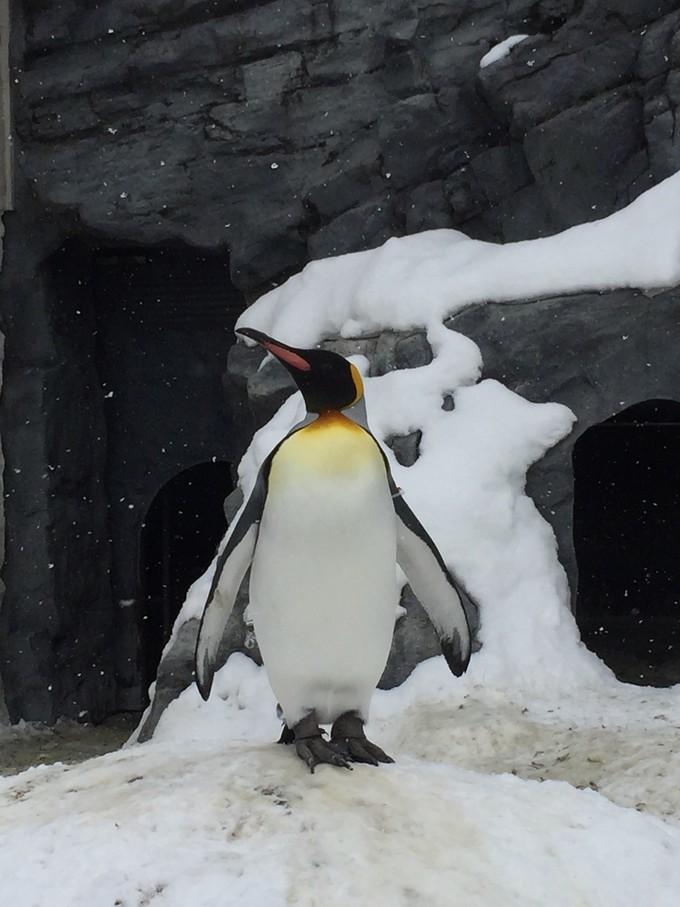 0语言，onepeople，日本北海道冬季往返8日自由行干货