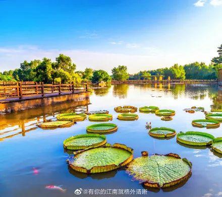 广州有荷花的地方,广州周边的荷花景点推荐