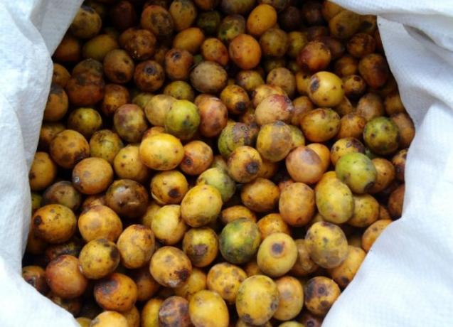 湖南人的酸枣,酸枣核是很多南方人的童年回忆