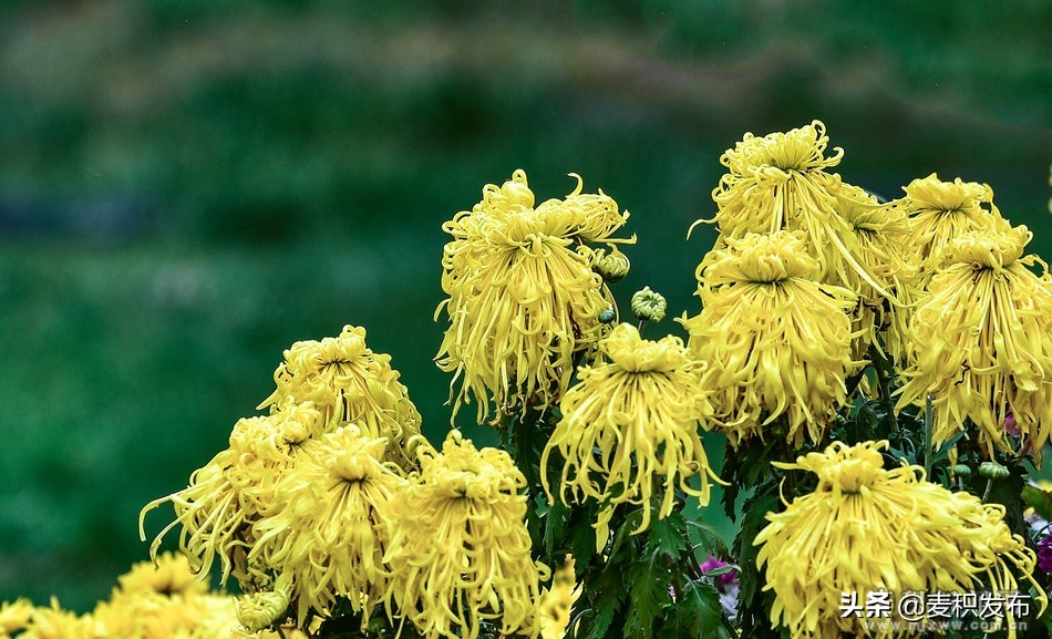 马跑泉公园有菊花展吗,庆祝菊花