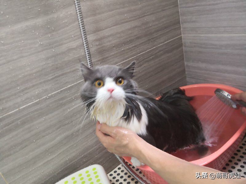 铲屎官给小奶猫洗澡一动不动,猫被铲屎官越养越瘦