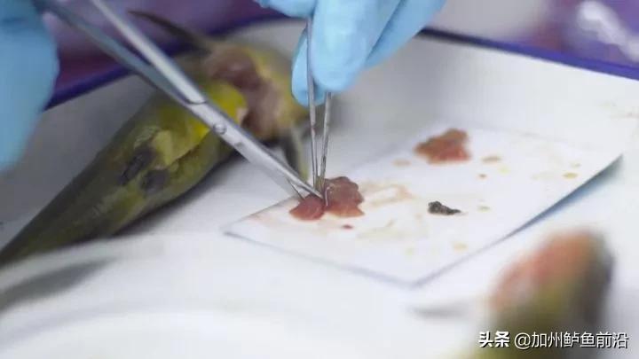 养殖黄颡鱼裂头病症状,黄颡鱼鳃部病变如何处理