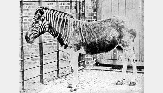 复活猛犸象实验,科学家有望复活猛犸象