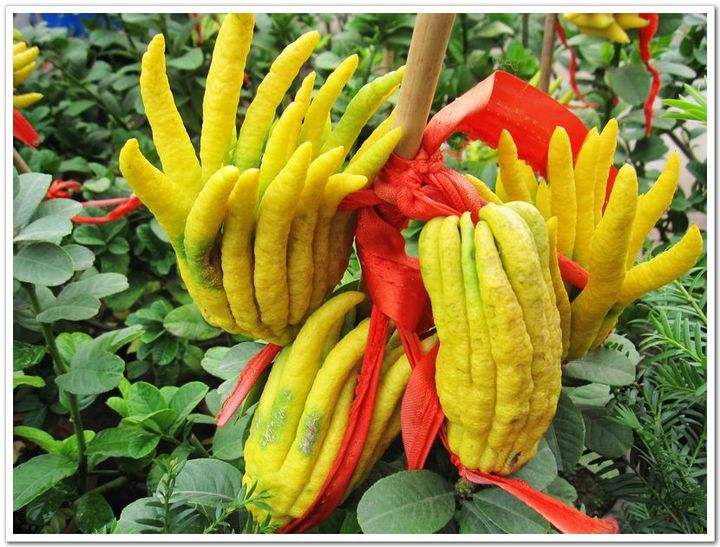 佛手能解胃脘不舒吗,疏肝解郁的中药材佛手