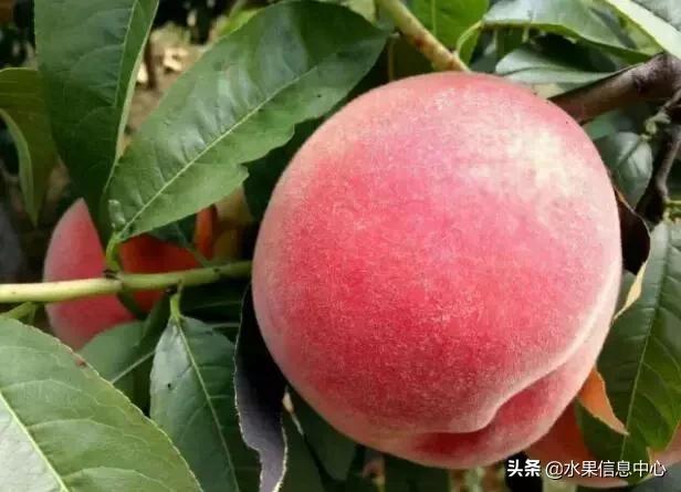 中国水果大全,中国水果大全图片和名字