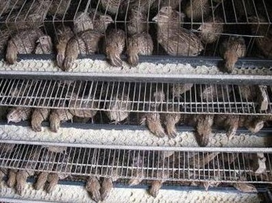 养殖鹌鹑的方法,鹌鹑的养殖方法和注意事项