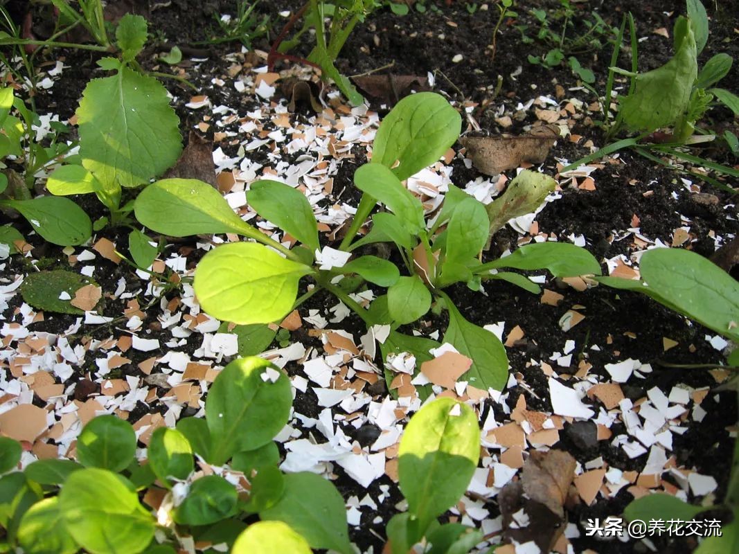 自制有机肥料的方法,在家制作有机肥料的方法