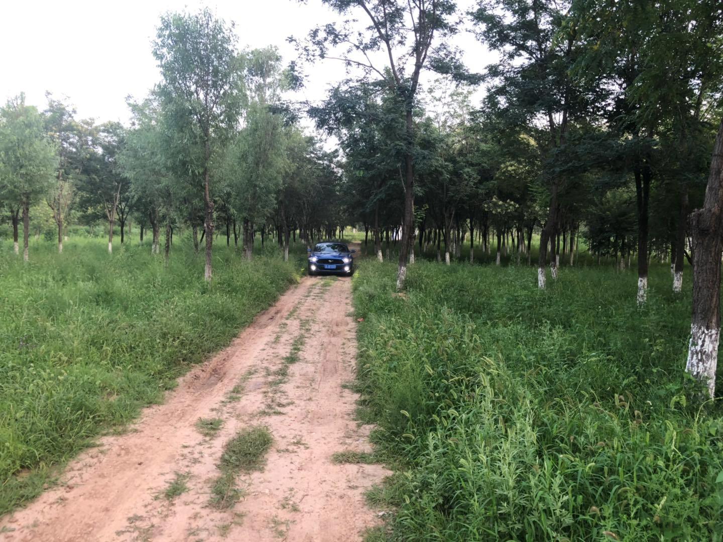 野马还是野驴,野马2.3t小野驴